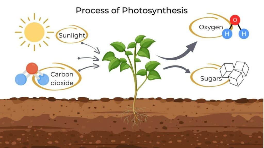 Diagram of how photosynthesis works 