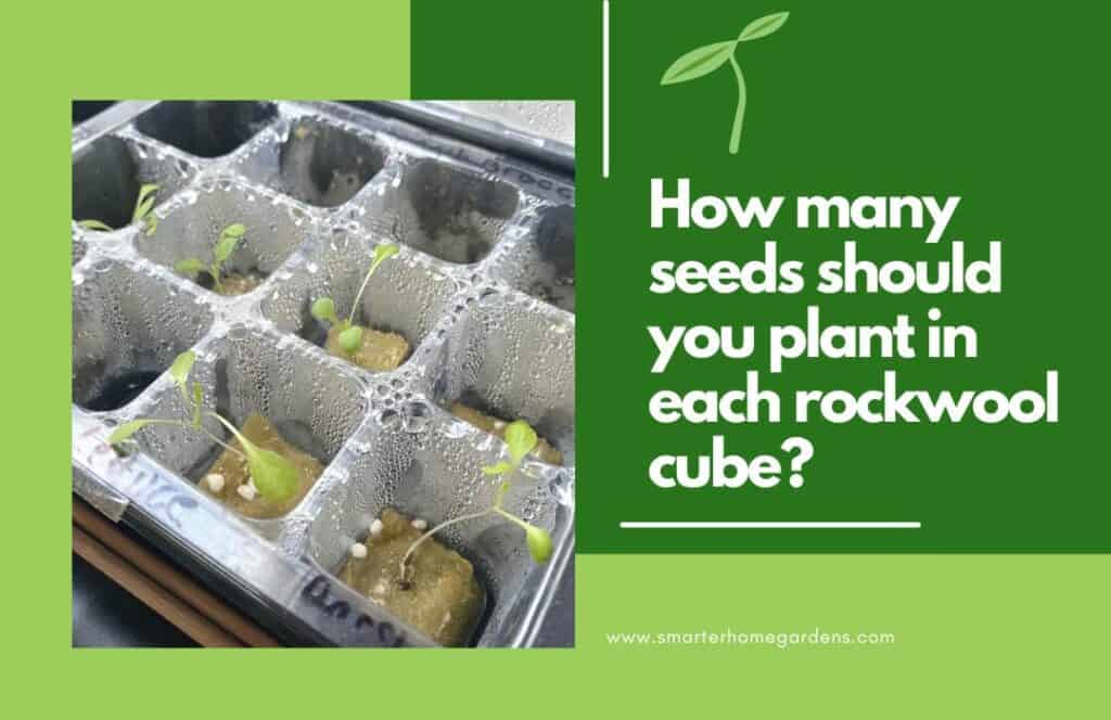 How many seeds should you plant in each rockwool cube