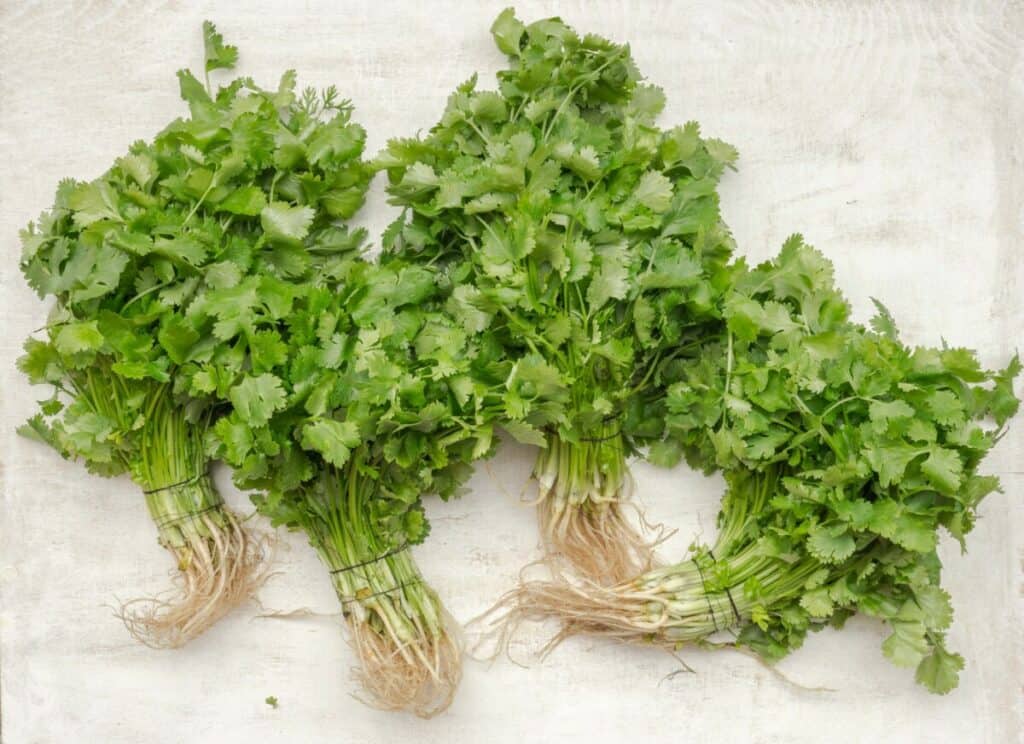 Bunches of cilantro 