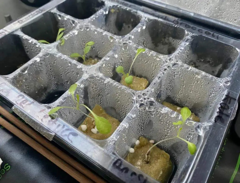 individual lettuce seedlings for germination